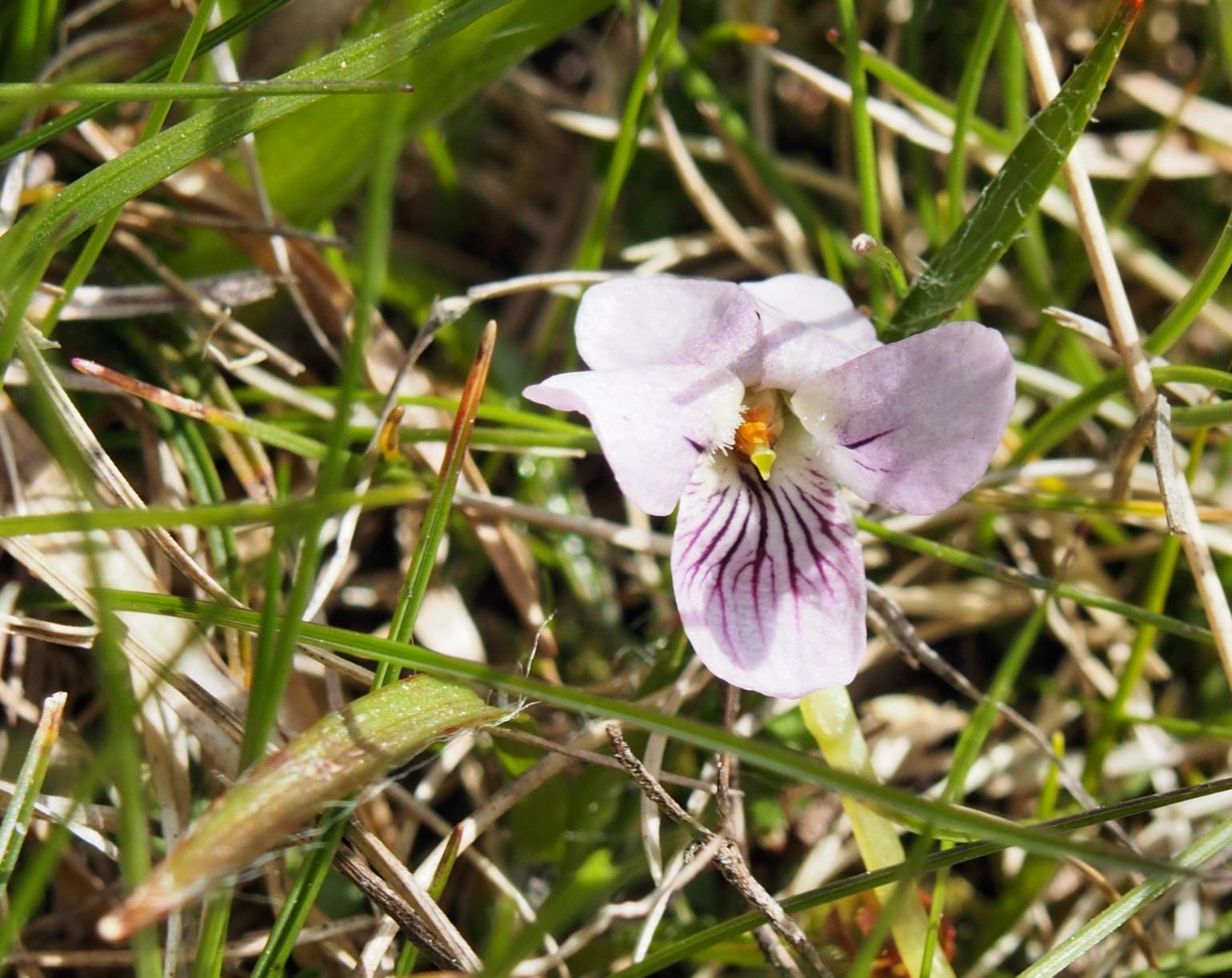 Violet, Marsh